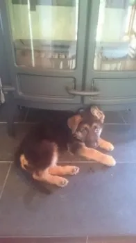C.A 様のお迎えした子犬