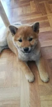 hirosue 様のお迎えした子犬
