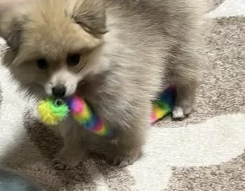 A.K 様のお迎えした子犬