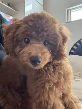 みな 様のお迎えした子犬