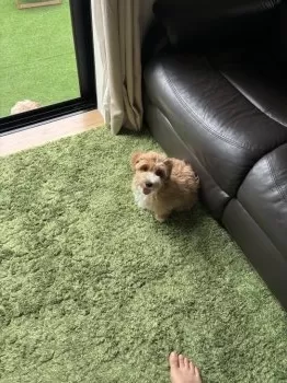 かいまる 様のお迎えした子犬