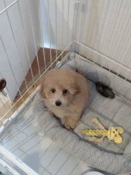 つっちゃん 様のお迎えした子犬