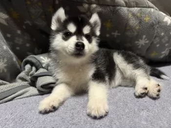 ママみん 様のお迎えした子犬
