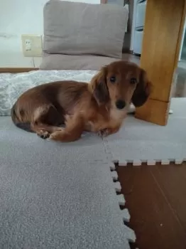 Jun 様のお迎えした子犬