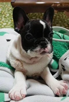 ジュジュ 様のお迎えした子犬