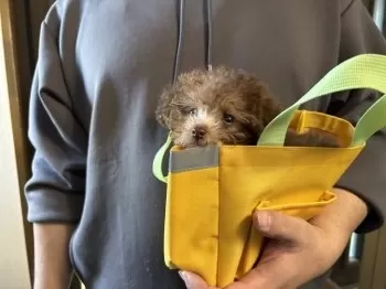 マイ 様のお迎えした子犬