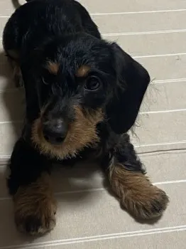 M.T 様のお迎えした子犬