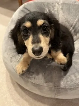 ＹＫ 様のお迎えした子犬