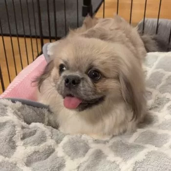 M 様のお迎えした子犬