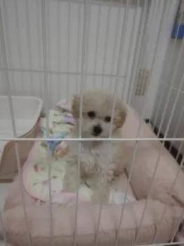 ゆき 様のお迎えした子犬