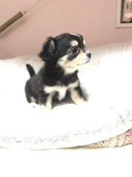 エル 様のお迎えした子犬