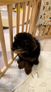 S 様のお迎えした子犬