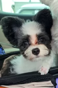 ティモ 様のお迎えした子犬