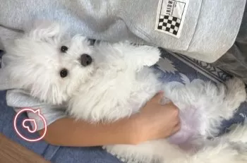 プア 様のお迎えした子犬