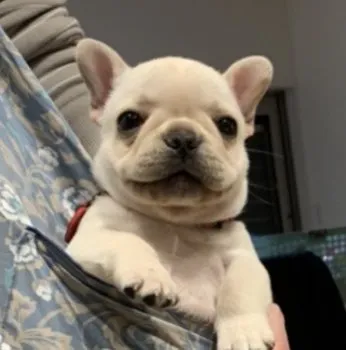 はっち 様のお迎えした子犬