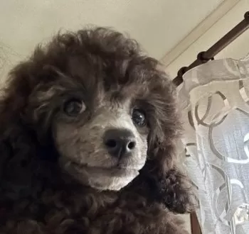 K.S 様のお迎えした子犬