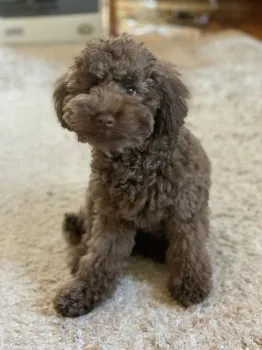 S.K 様のお迎えした子犬