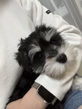 けん 様のお迎えした子犬