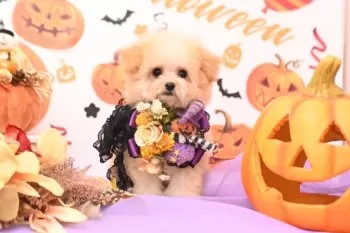 はなちゃんママ 様のお迎えした子犬