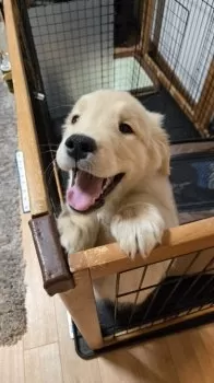 Y.K 様のお迎えした子犬