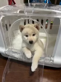 ヒロ 様のお迎えした子犬
