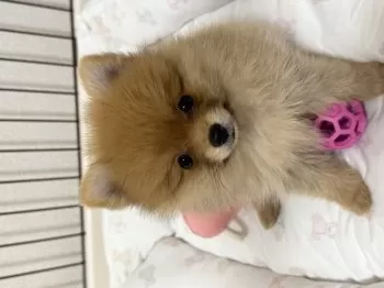 ろろちゃん 様のお迎えした子犬