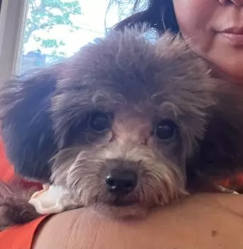 翡翠 様のお迎えした子犬