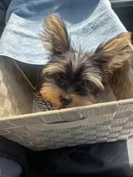 かあちゃん 様のお迎えした子犬