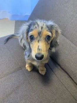 AK 様のお迎えした子犬