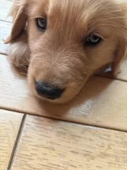 H.A 様のお迎えした子犬