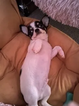 じゅう 様のお迎えした子犬