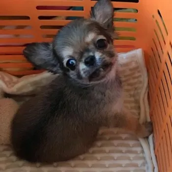 KUNTAN 様のお迎えした子犬
