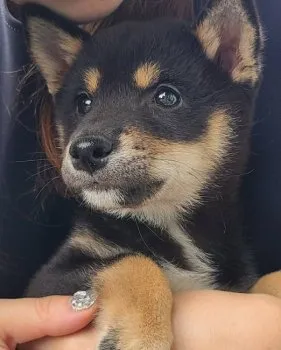 なな 様のお迎えした子犬