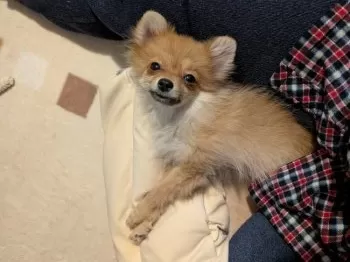 T.S 様のお迎えした子犬