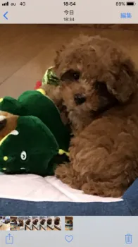 さくら 様のお迎えした子犬