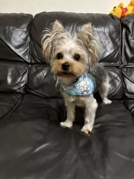 M.T 様のお迎えした子犬