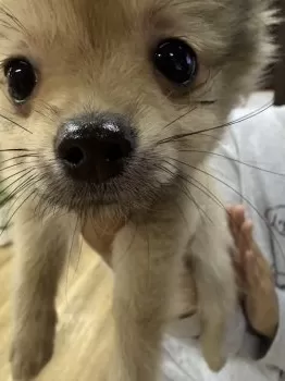 R.O 様のお迎えした子犬