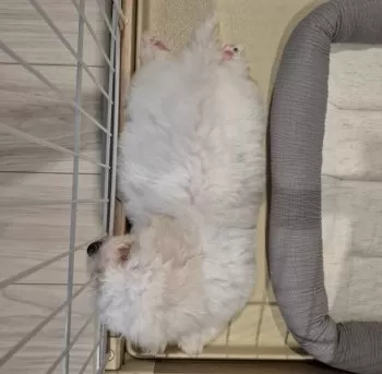 R.O 様のお迎えした子犬