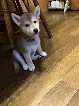 そばはな 様のお迎えした子犬