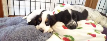 H.S 様のお迎えした子犬