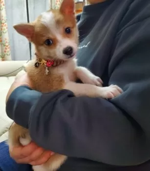 H.B 様のお迎えした子犬