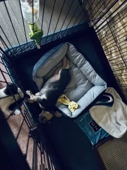 さかぐ 様のお迎えした子犬