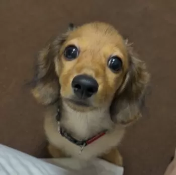 R.S 様のお迎えした子犬