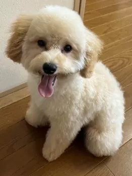 シャバーニ 様のお迎えした子犬