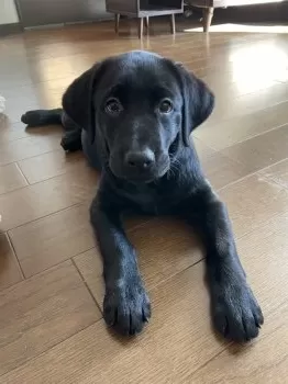 S.K 様のお迎えした子犬