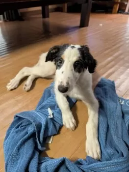 C.O 様のお迎えした子犬