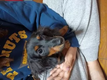 まろん 様のお迎えした子犬