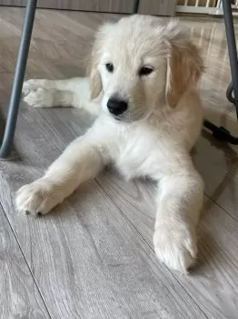 A.M 様のお迎えした子犬