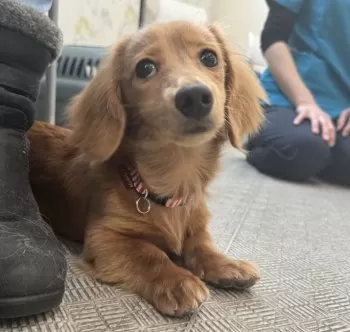 アサ 様のお迎えした子犬