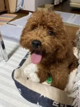 にゃんとも 様のお迎えした子犬